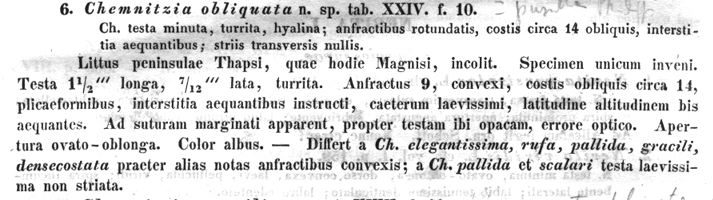 turbonilla pseudogradata?